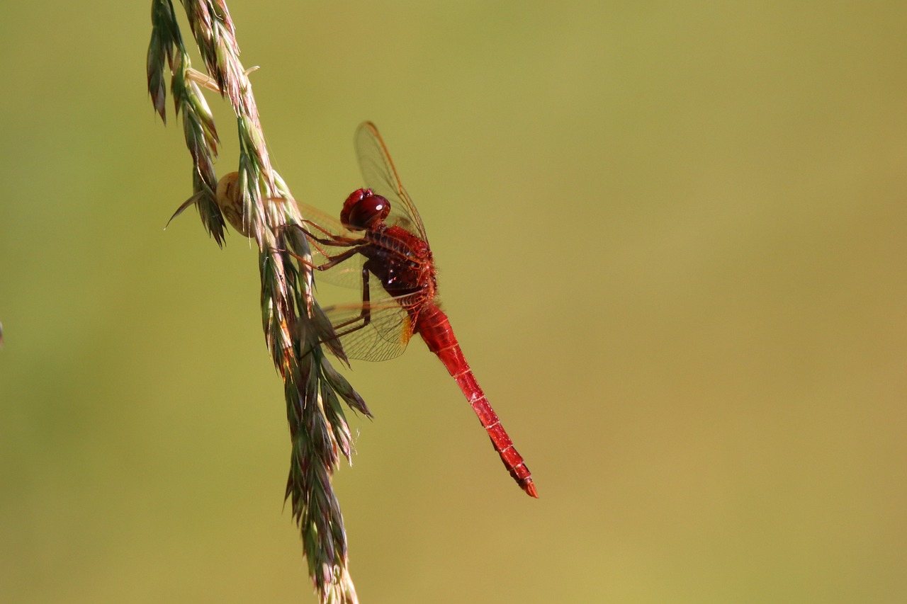 Conserving Biodiversity - Why Each Species Matters